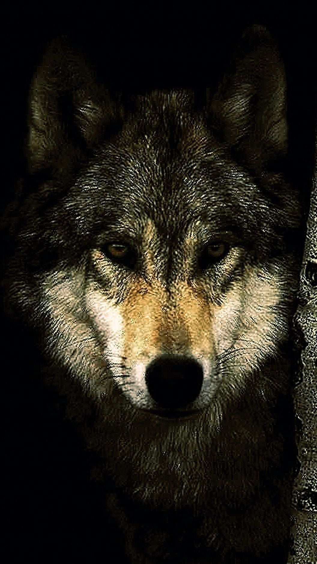 모바일 배경 화면,늑대,개,야생 동물,붉은 늑대,늑대 개
