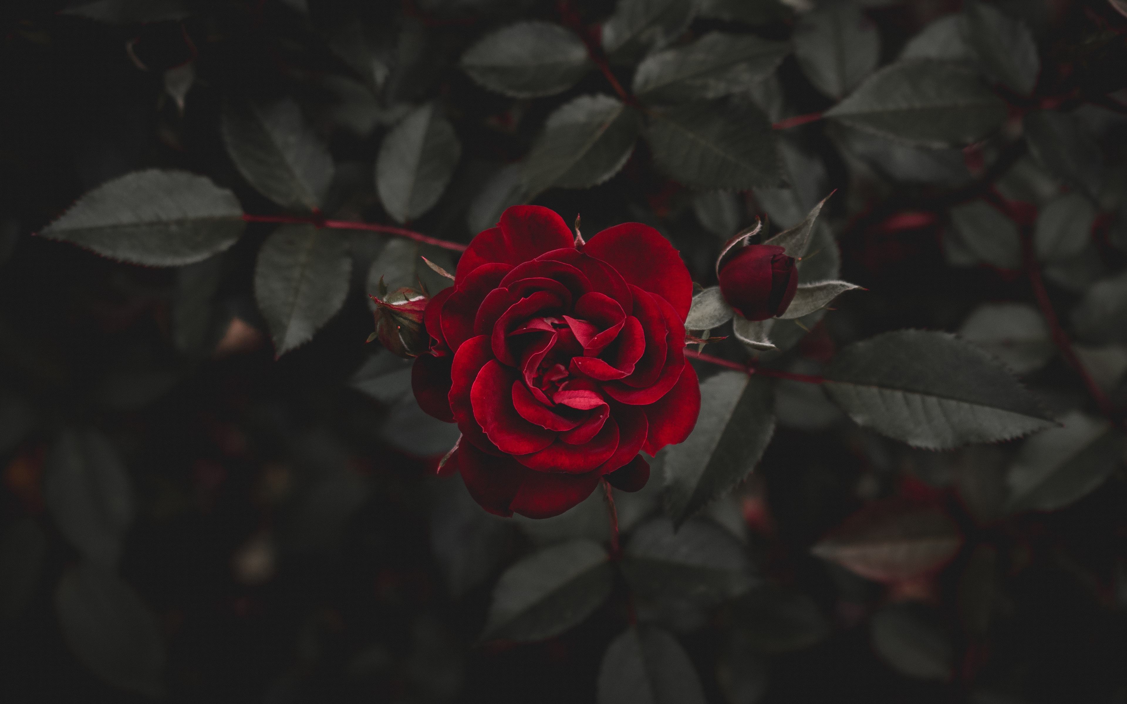 sfondo di game of thrones,rosso,rose da giardino,fiore,nero,petalo