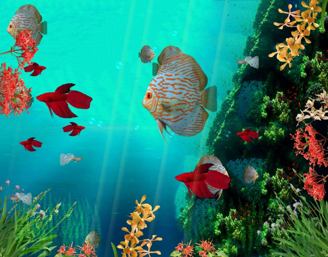 animated fish wallpaper mobile