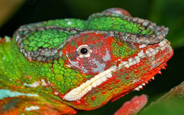 fondo de pantalla de camaleón,reptil,camaleón,camaleón común,lagartija,fotografía macro