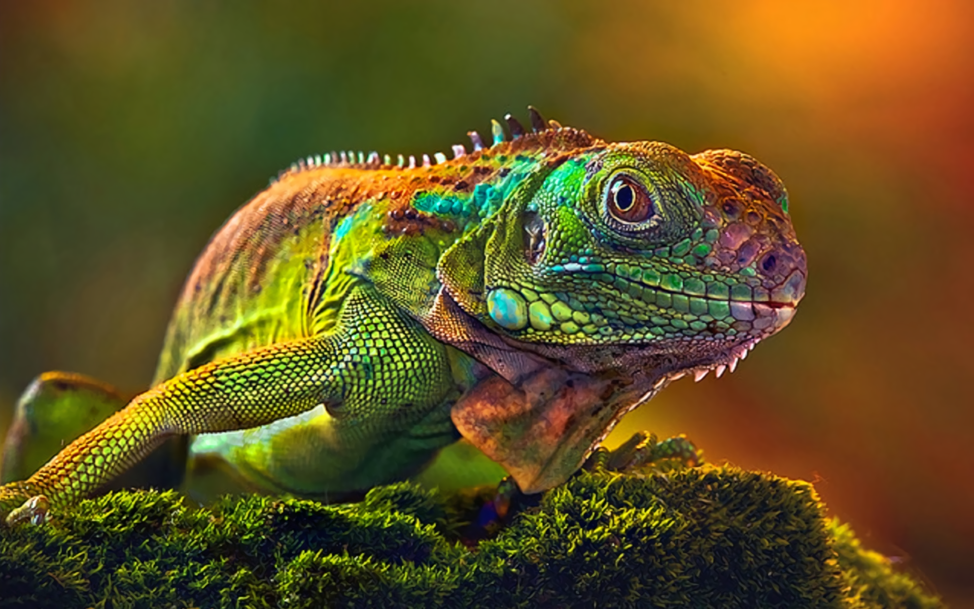 fondo de pantalla de camaleón,reptil,iguana,lagartija,iguana verde,camaleón