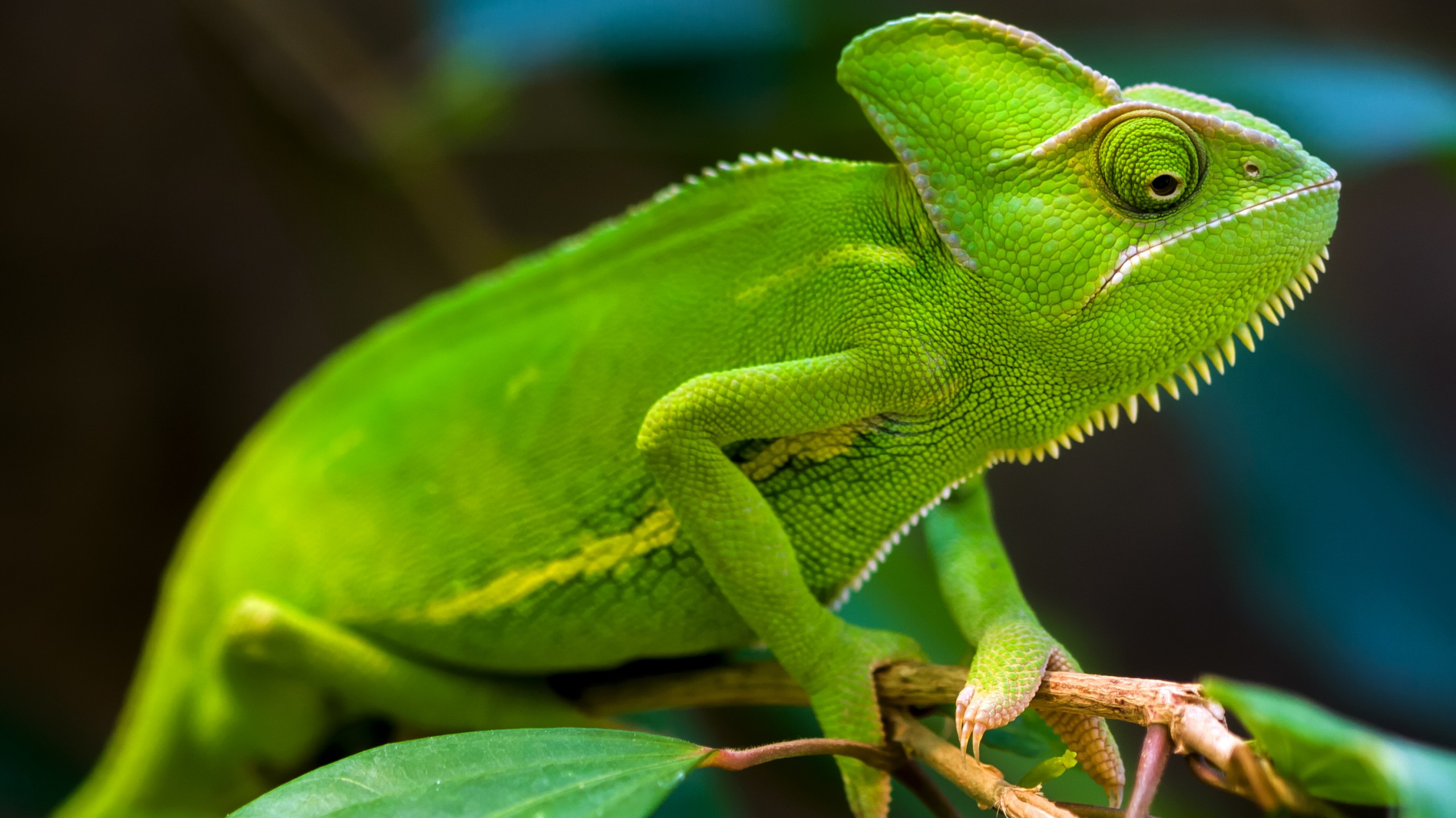 fondo de pantalla de camaleón,reptil,lagartija,camaleón,camaleón común,verde