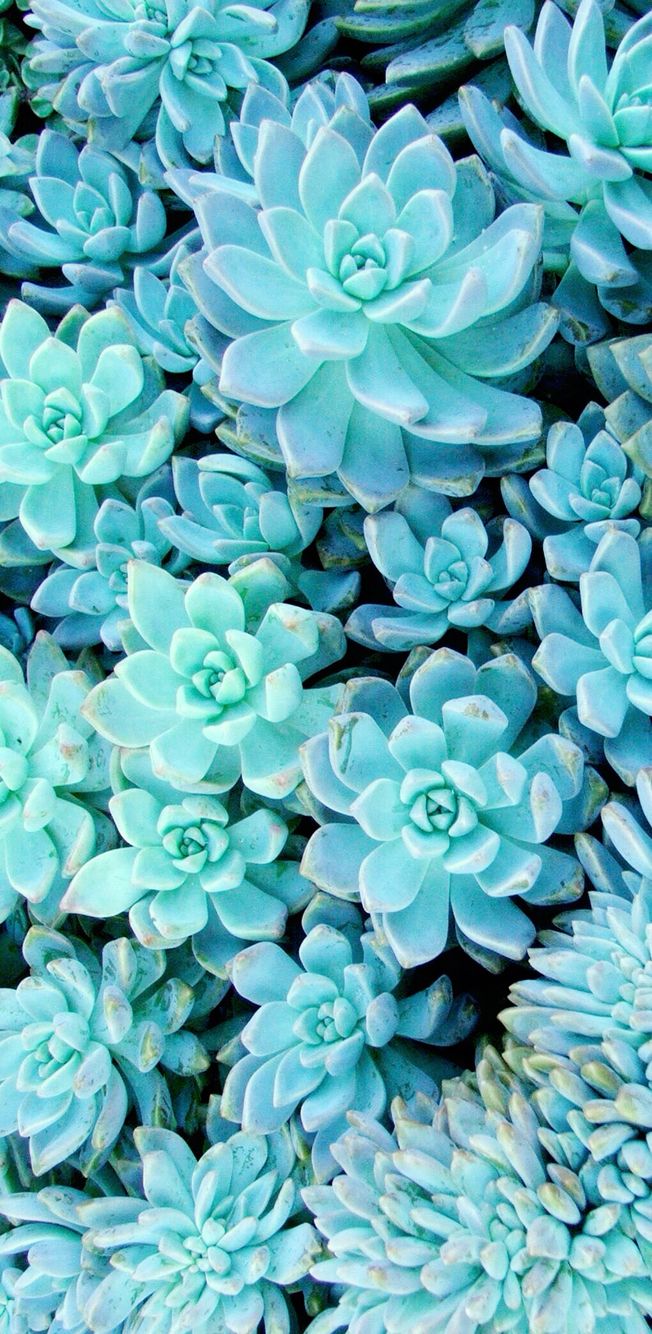 fond d'écran succulent,bleu,aqua,turquoise,fleur,echeveria