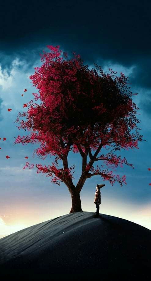 qmobile wallpaper,cielo,árbol,paisaje natural,naturaleza,rojo