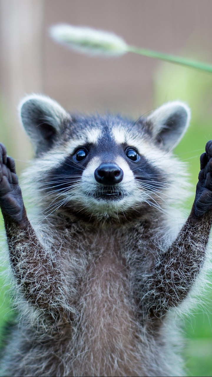 Raccoon With Arms Up- WallpaperUse