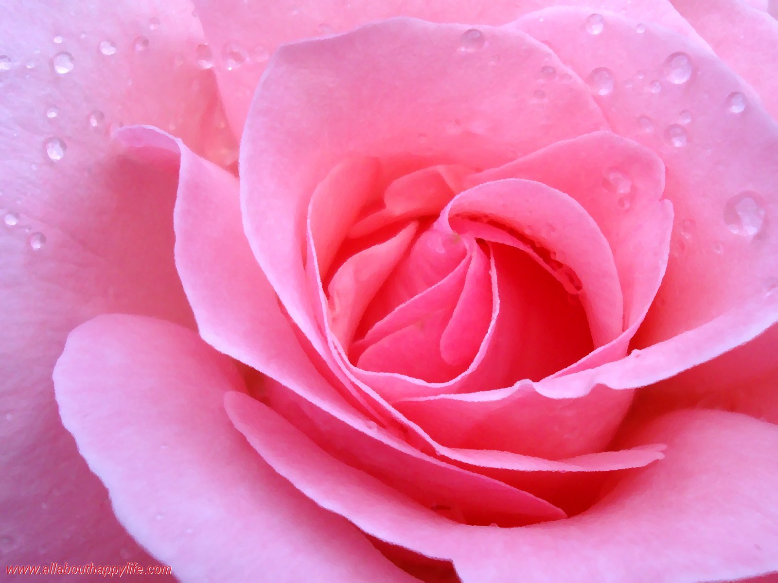 Pink Roses Live Wallpaper for Android - Download | Cafe Bazaar