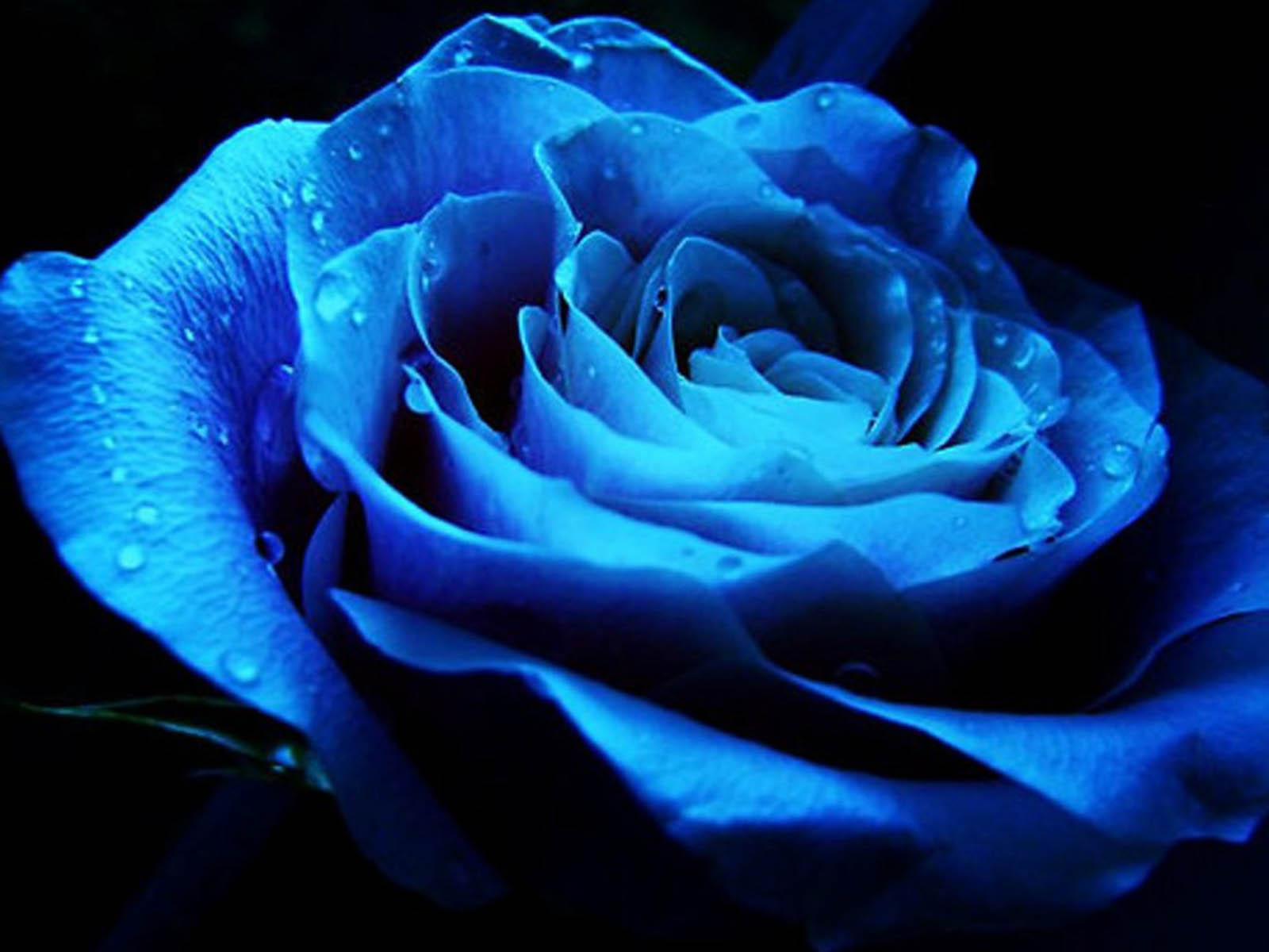 ローズイメージ写真壁紙,ローズ,開花植物,青い,庭のバラ,青いバラ