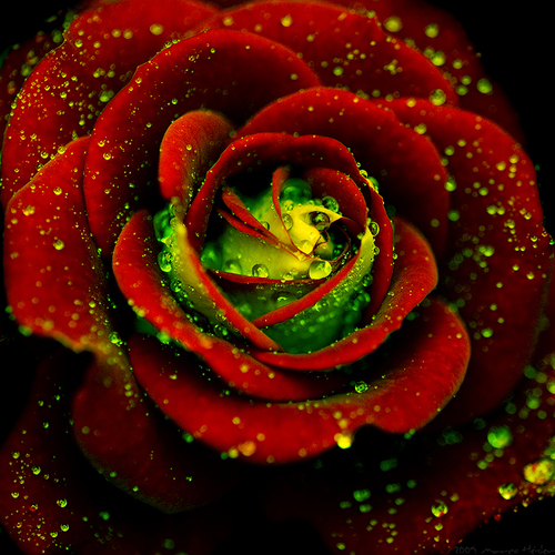 fond d'écran gulab ka phool,rose,roses de jardin,fleur,rouge,pétale