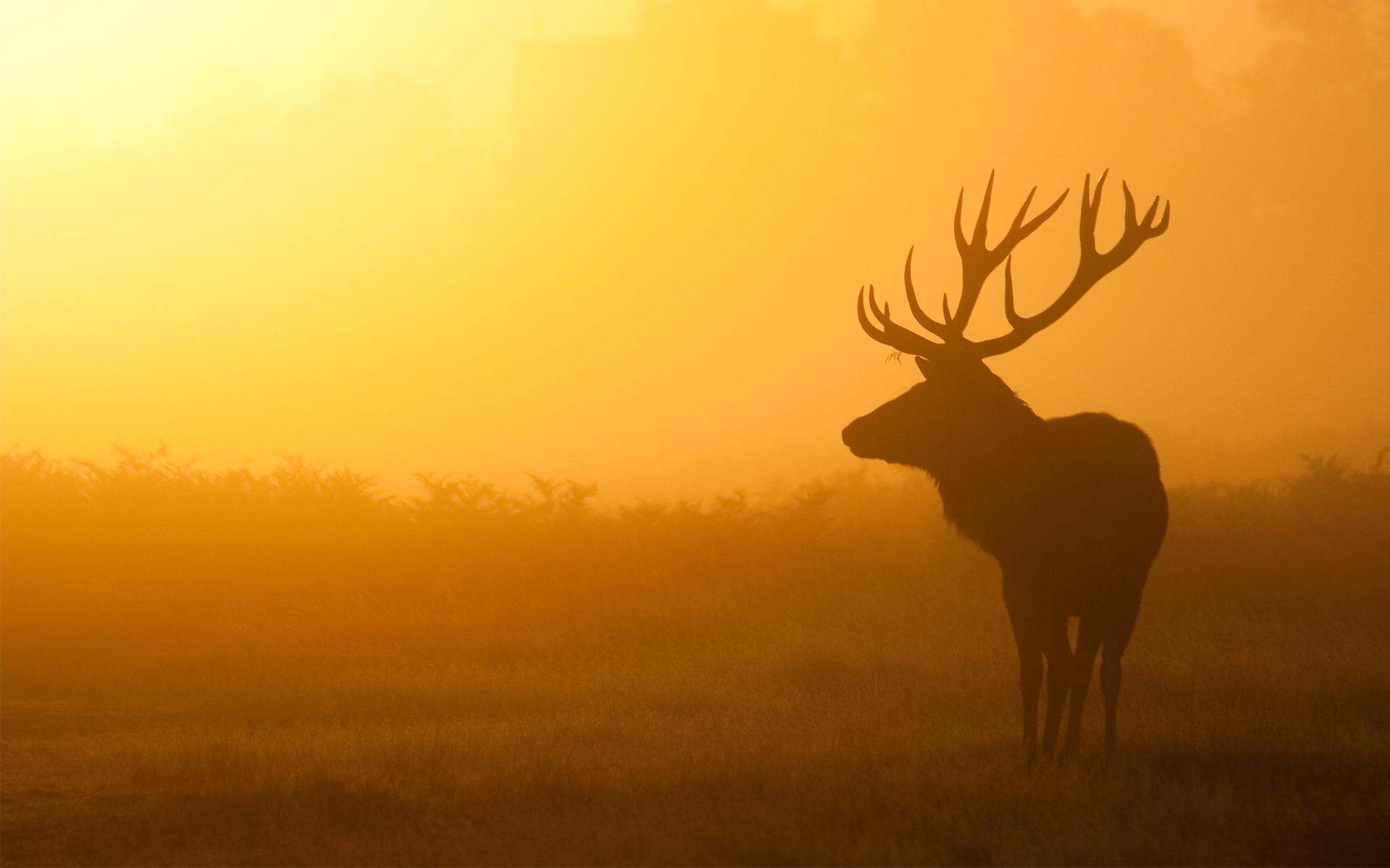 Stag Wallpaper- WallpaperUse