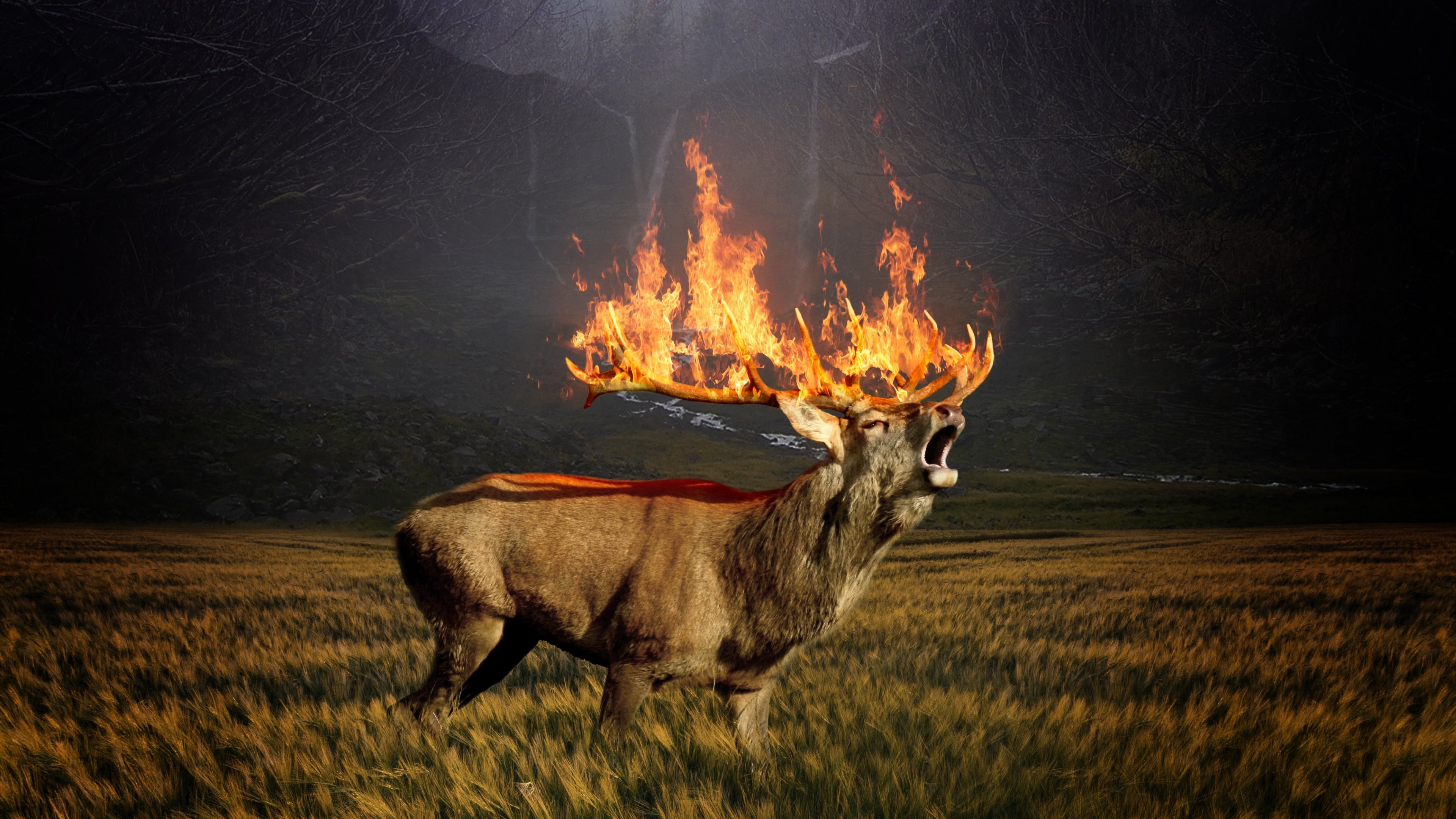 papel tapiz de ciervo,fuego,calor,fauna silvestre,fuego,hoguera