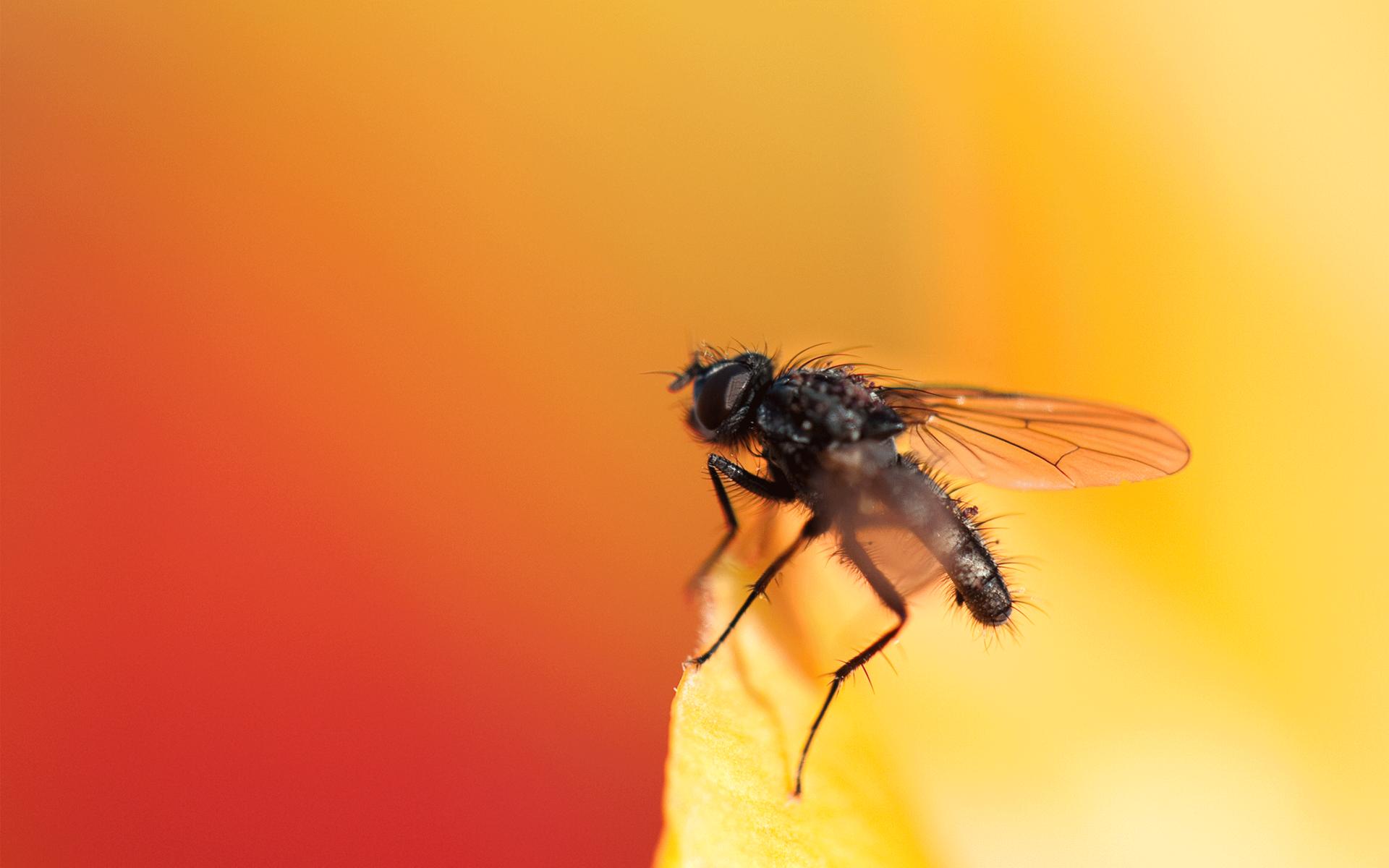 volar fondo de pantalla,insecto,abeja,abeja,fotografía macro,invertebrado
