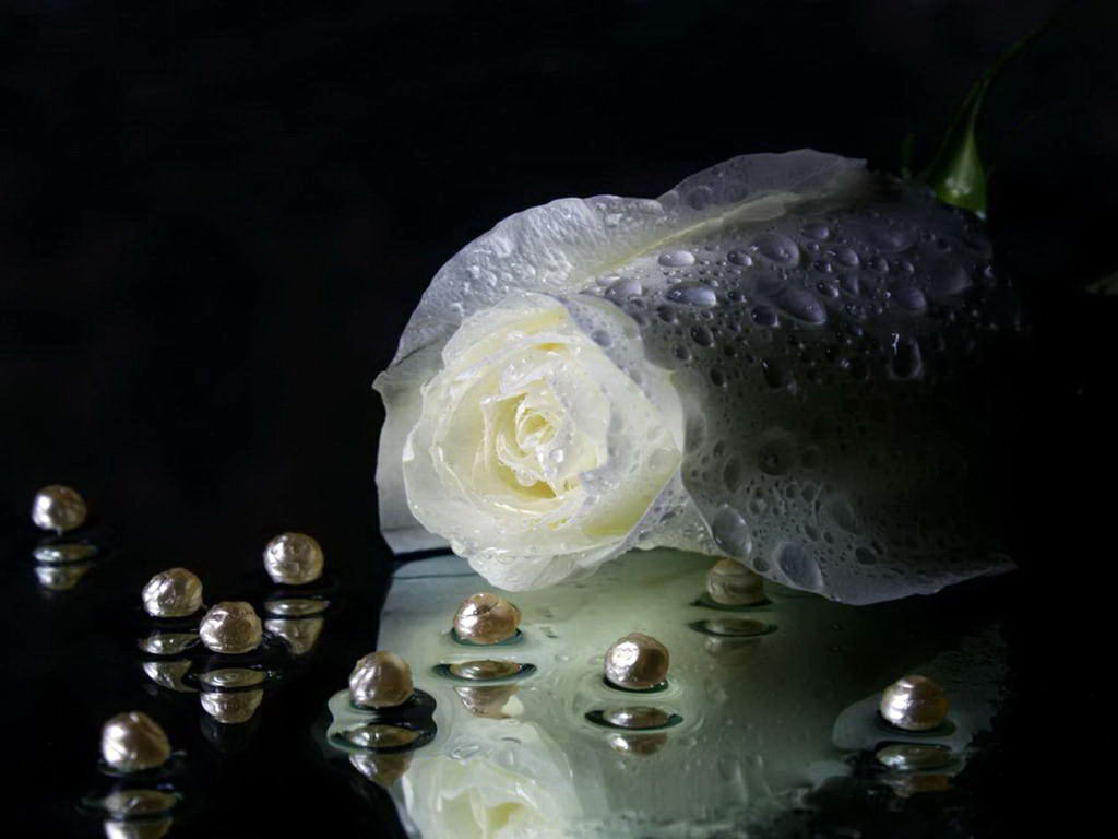 carta da parati perla,bianca,fiore,fotografia di still life,natura morta,petalo