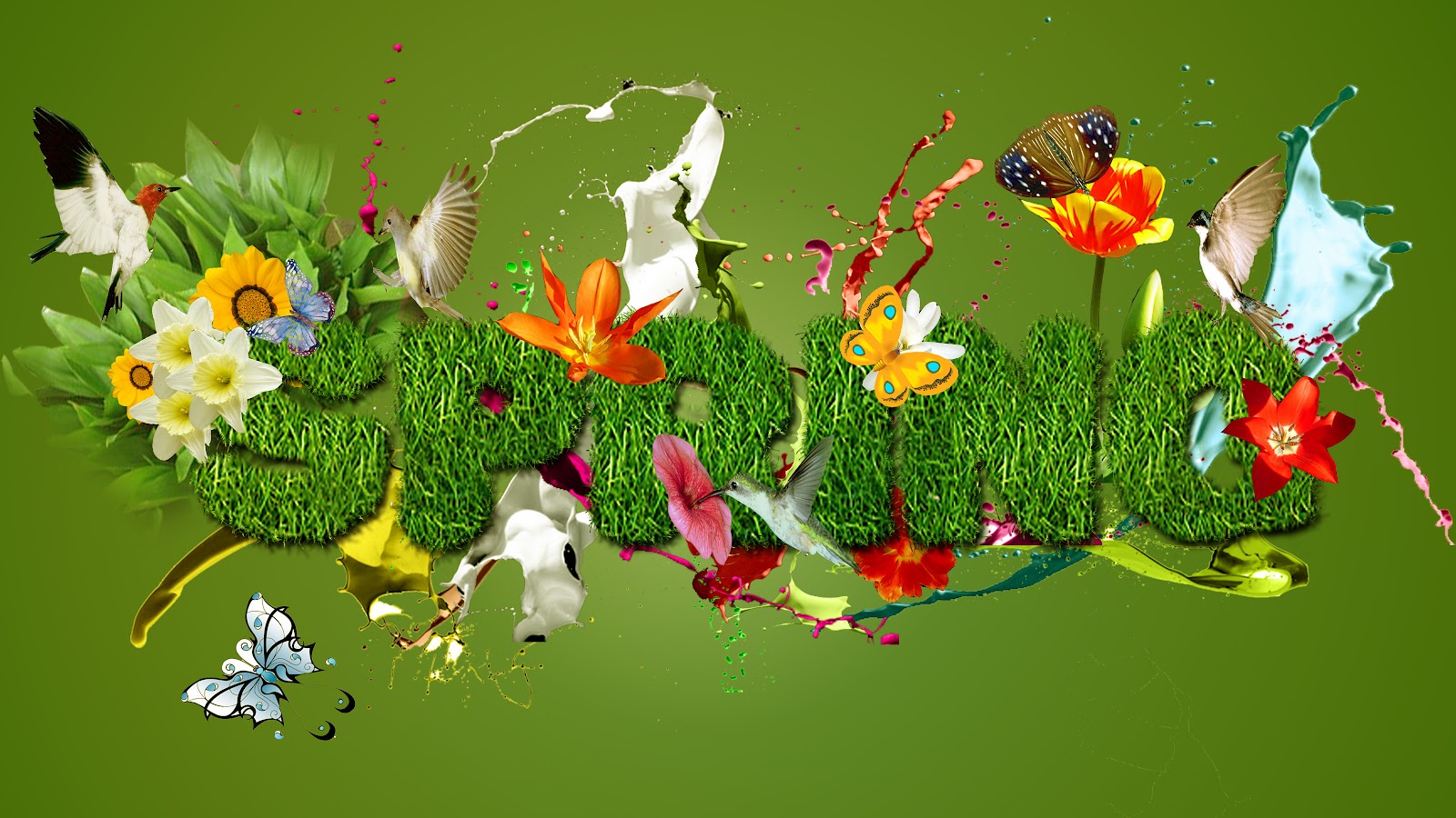 fondos de pantalla imágenes foto,naturaleza,planta,flor,agua,flor silvestre