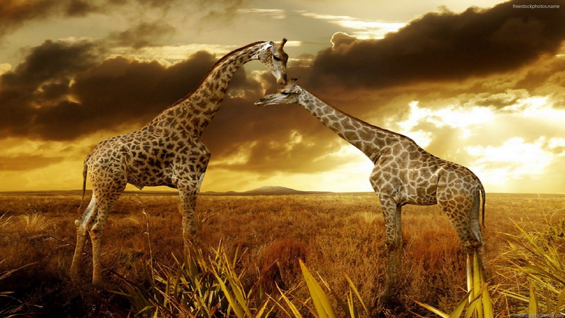 download di immagini di sfondi,animale terrestre,giraffa,giraffidae,natura,paesaggio naturale