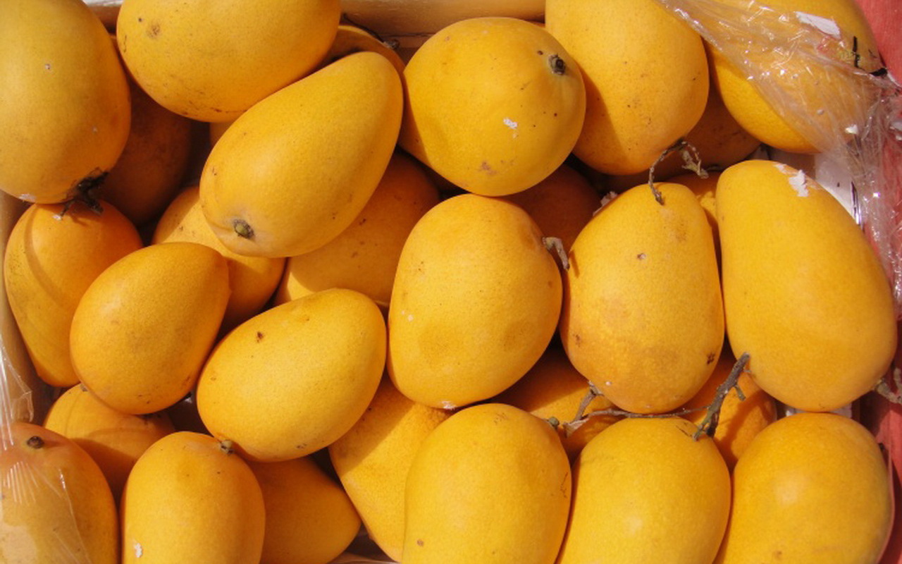 mango壁紙,フルーツ,自然食品,マンゴー,食物,工場