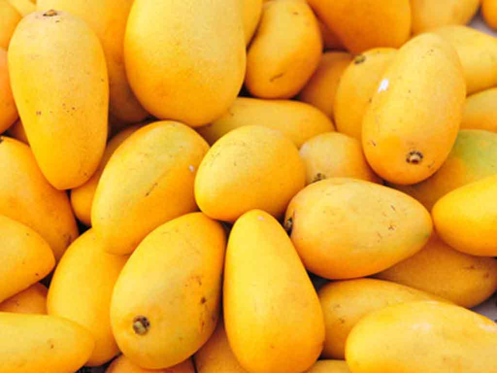 mango壁紙,自然食品,フルーツ,マンゴー,食物,工場