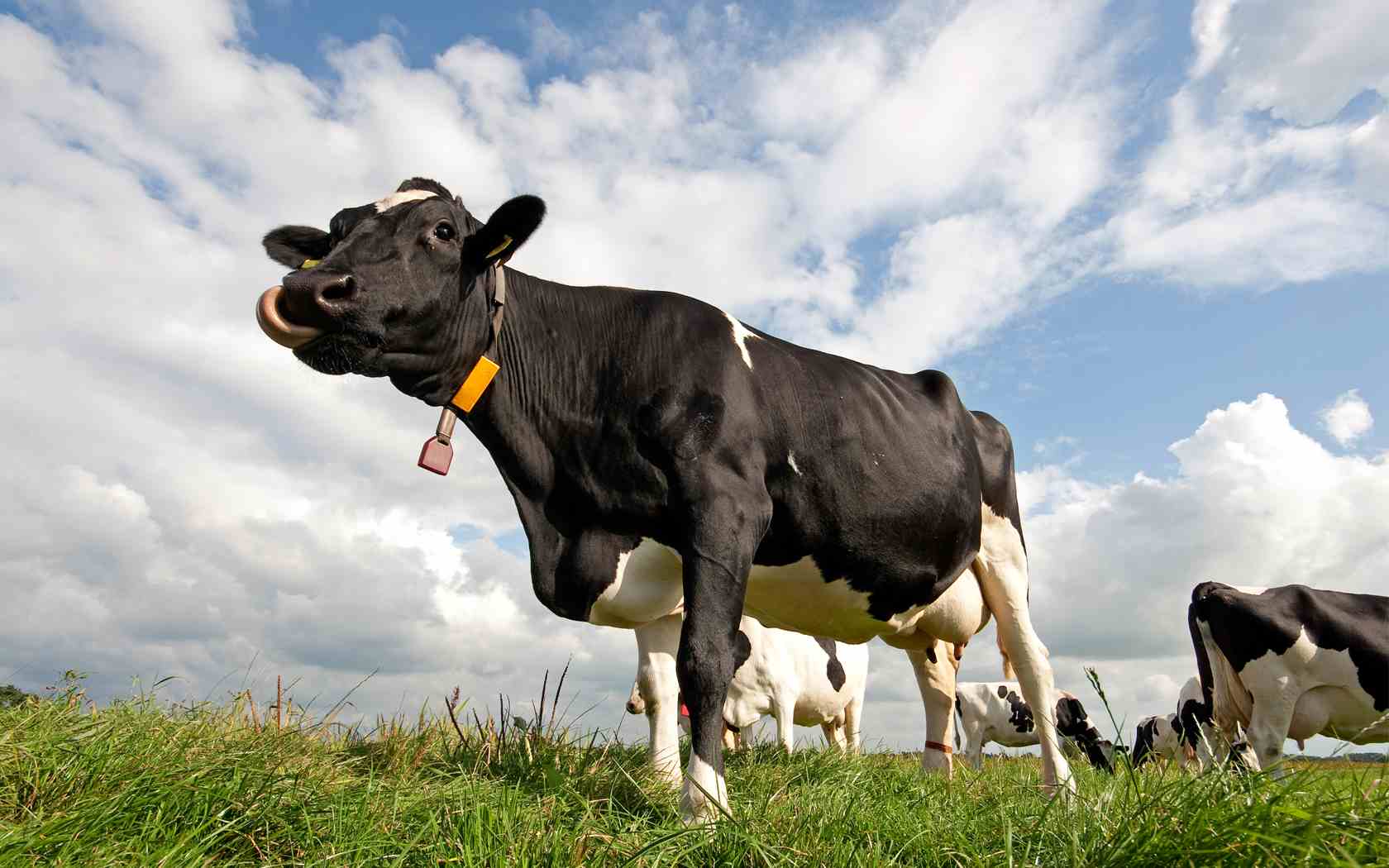papier peint vache,vache laitière,prairie,animal terrestre,pâturage,bétail