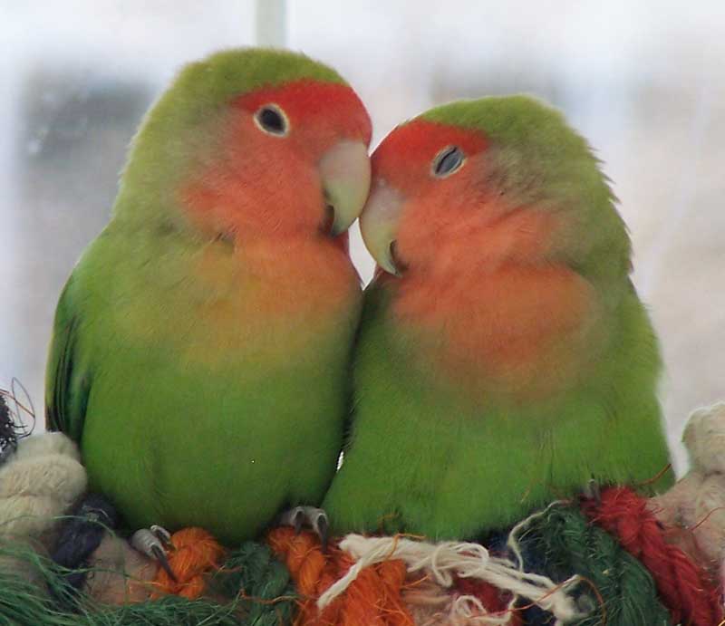 amour papier peint oiseaux,oiseau,perroquet,inséparable,perruche,perruche