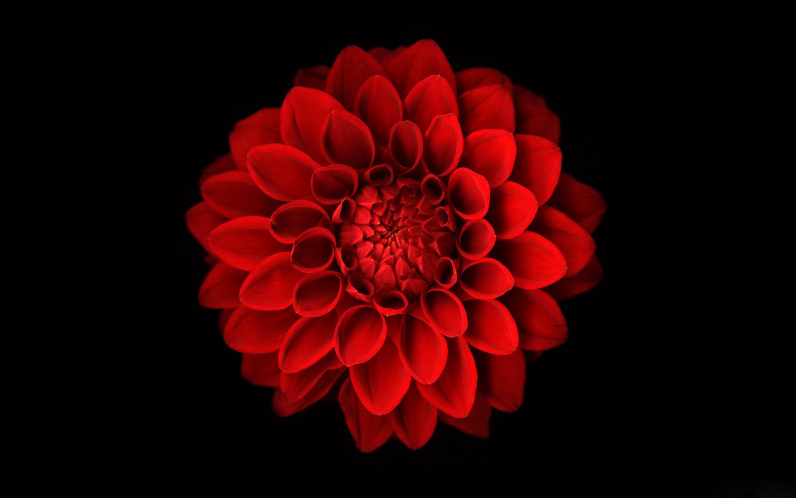 papel tapiz de flor roja,flor,rojo,pétalo,dalia,planta