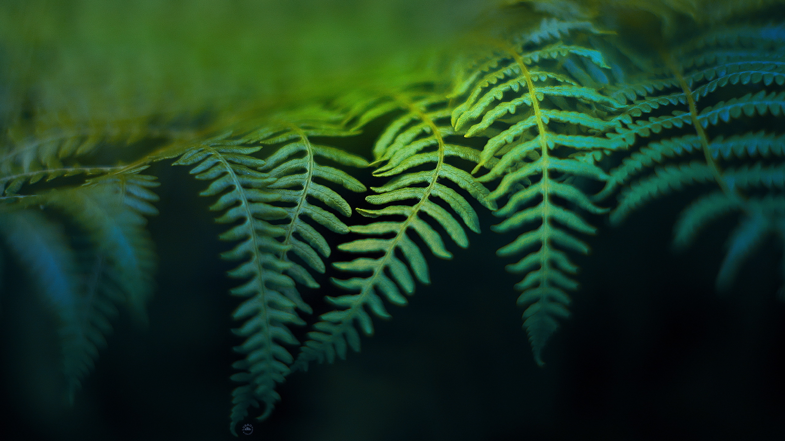 fondo de pantalla de helecho,verde,naturaleza,hoja,turquesa,planta