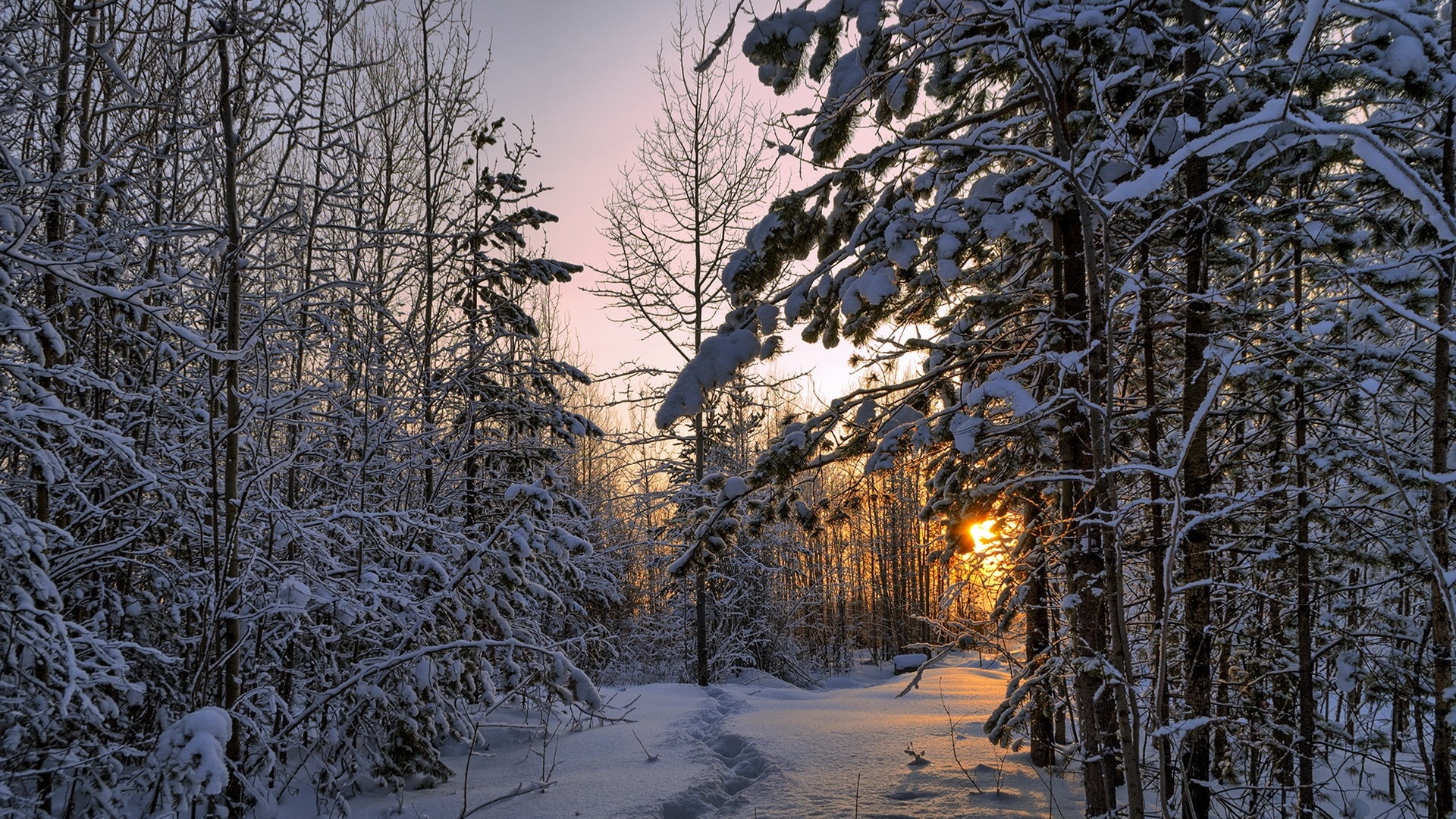 厚い壁紙,雪,冬,木,自然,自然の風景