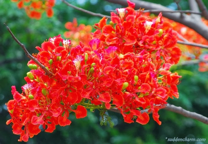 bangla kobita fondos de escritorio descargar,flor,planta floreciendo,planta,caesalpinia,pétalo