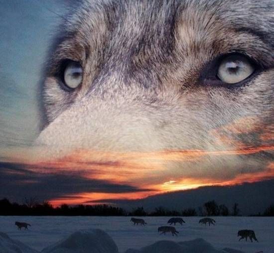 fondo de pantalla de lupo,lobo,perro lobo,perro lobo saarloos,perro lobo checoslovaco,cielo
