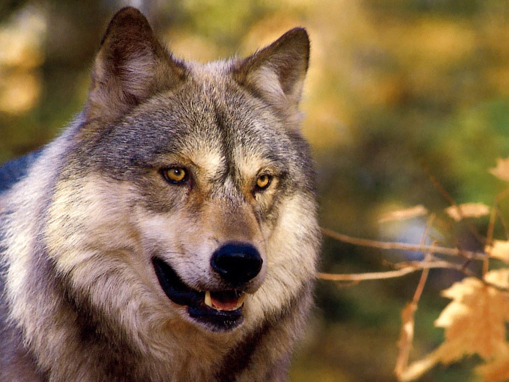루포 벽지,늑대,야생 동물,큰 개자리 루푸스 툰드라 룸,자를 루프 울프 독,늑대 개