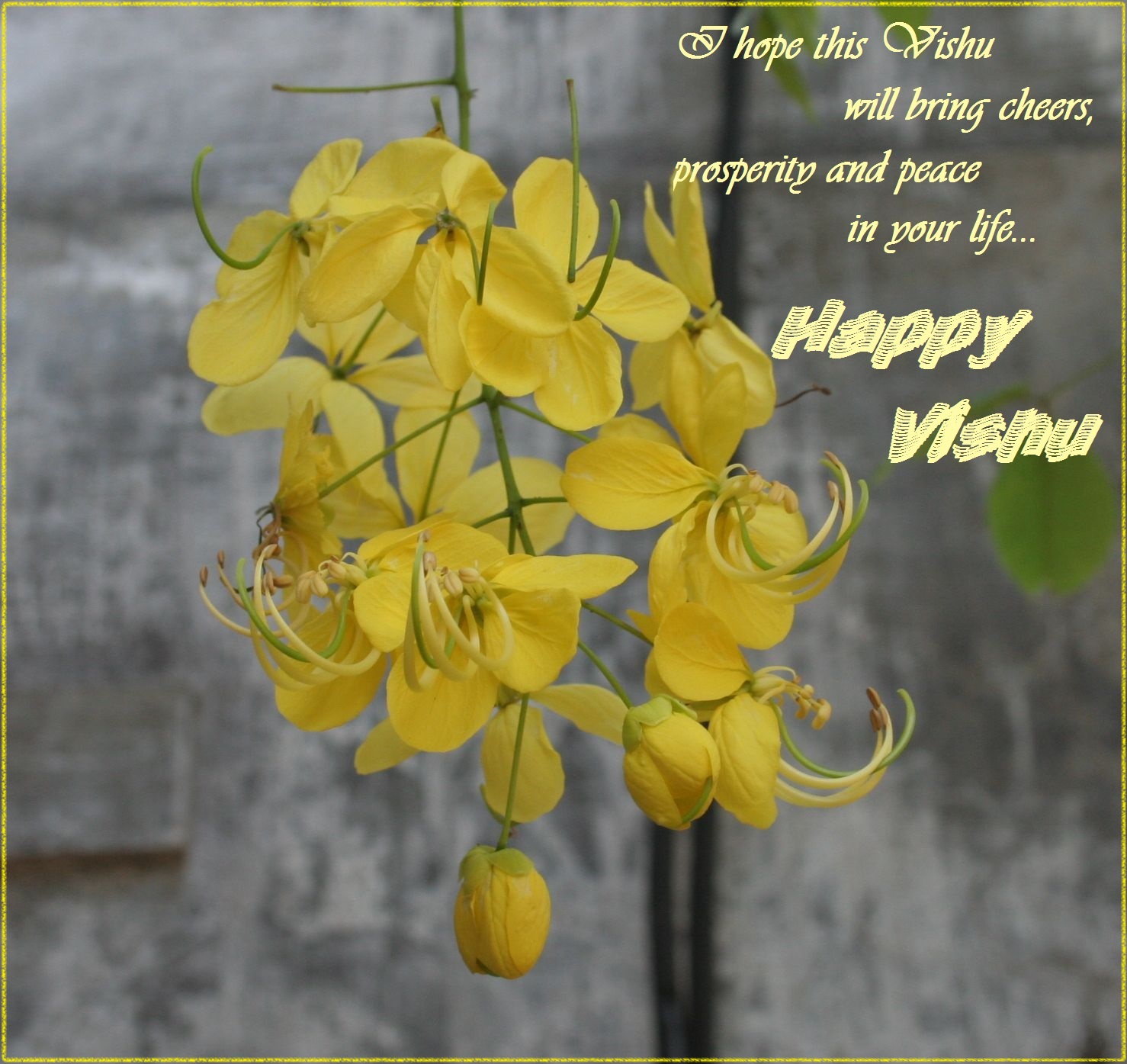 carta da parati vishu,giallo,fiore,pianta,pianta fiorita,petalo