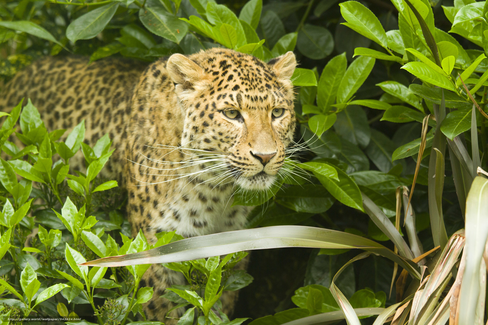 injerto de papel tapiz,animal terrestre,fauna silvestre,leopardo,felidae,jaguar