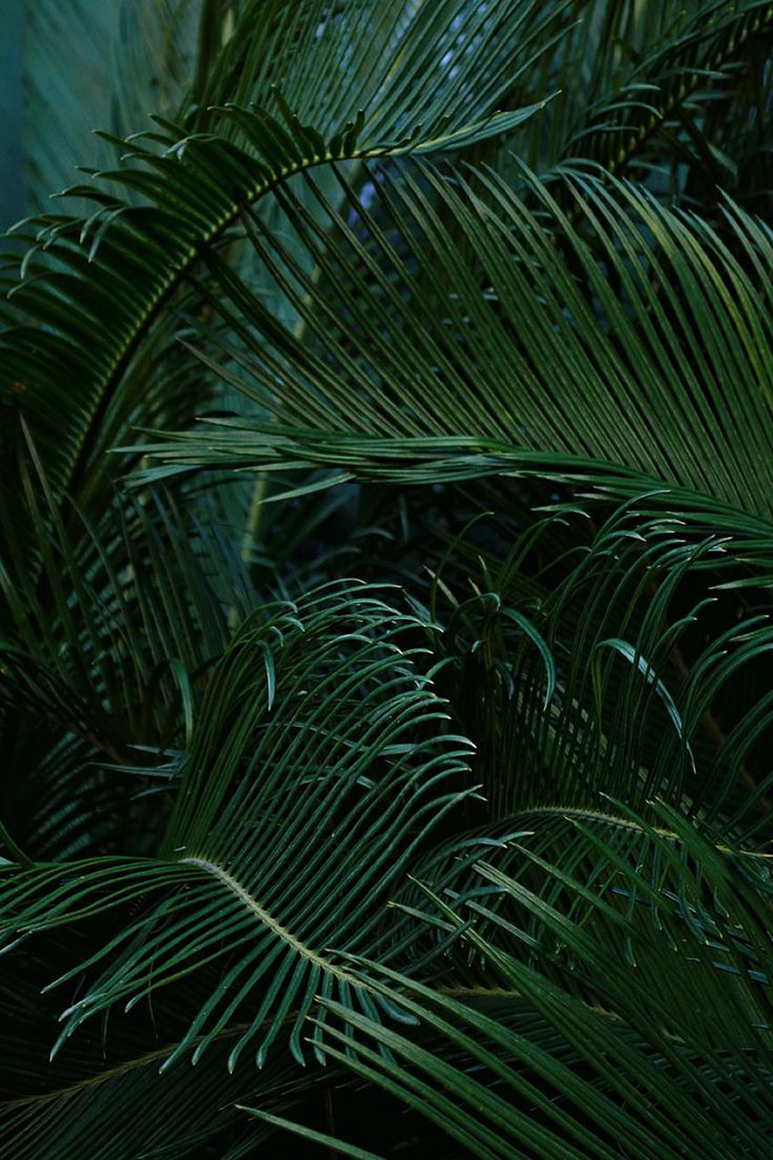fondo de pantalla informatik,verde,árbol,hoja,planta,modelo