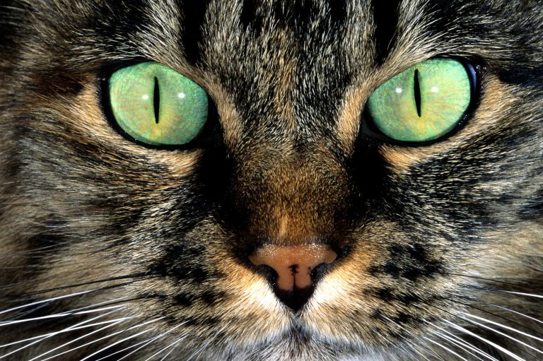 mejor fondo de pantalla de animales,gato,bigotes,gatos pequeños a medianos,felidae,verde