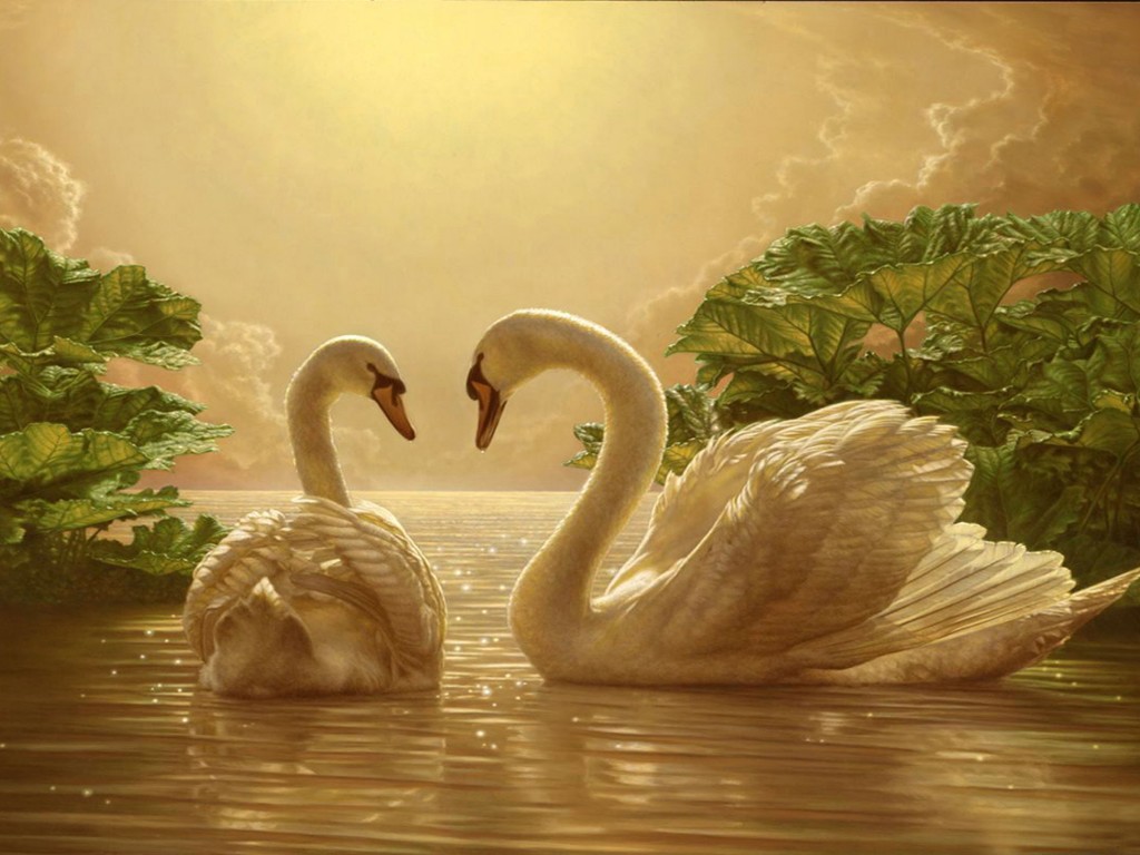 foto fondos de pantalla amor,cisne,pájaro,ave acuática,patos,paisaje natural