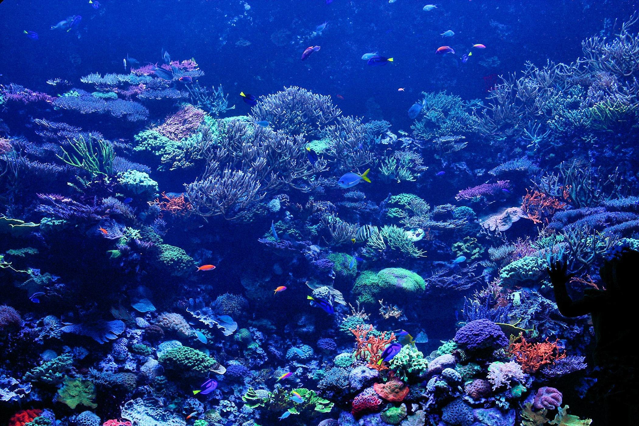 korallenriff tapete hd,riff,korallenriff,unter wasser,meeresbiologie,koralle