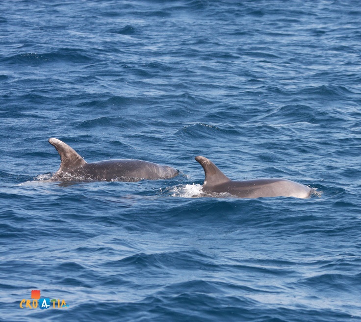 fond d'écran baiser wale,grand dauphin commun,grand dauphin,dauphin,dauphin commun à bec court,mammifère marin