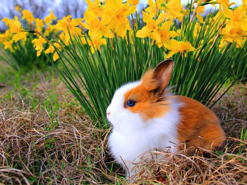 배경 kelinci bergerak,토끼,국내 토끼,토끼와 토끼,잔디,토끼