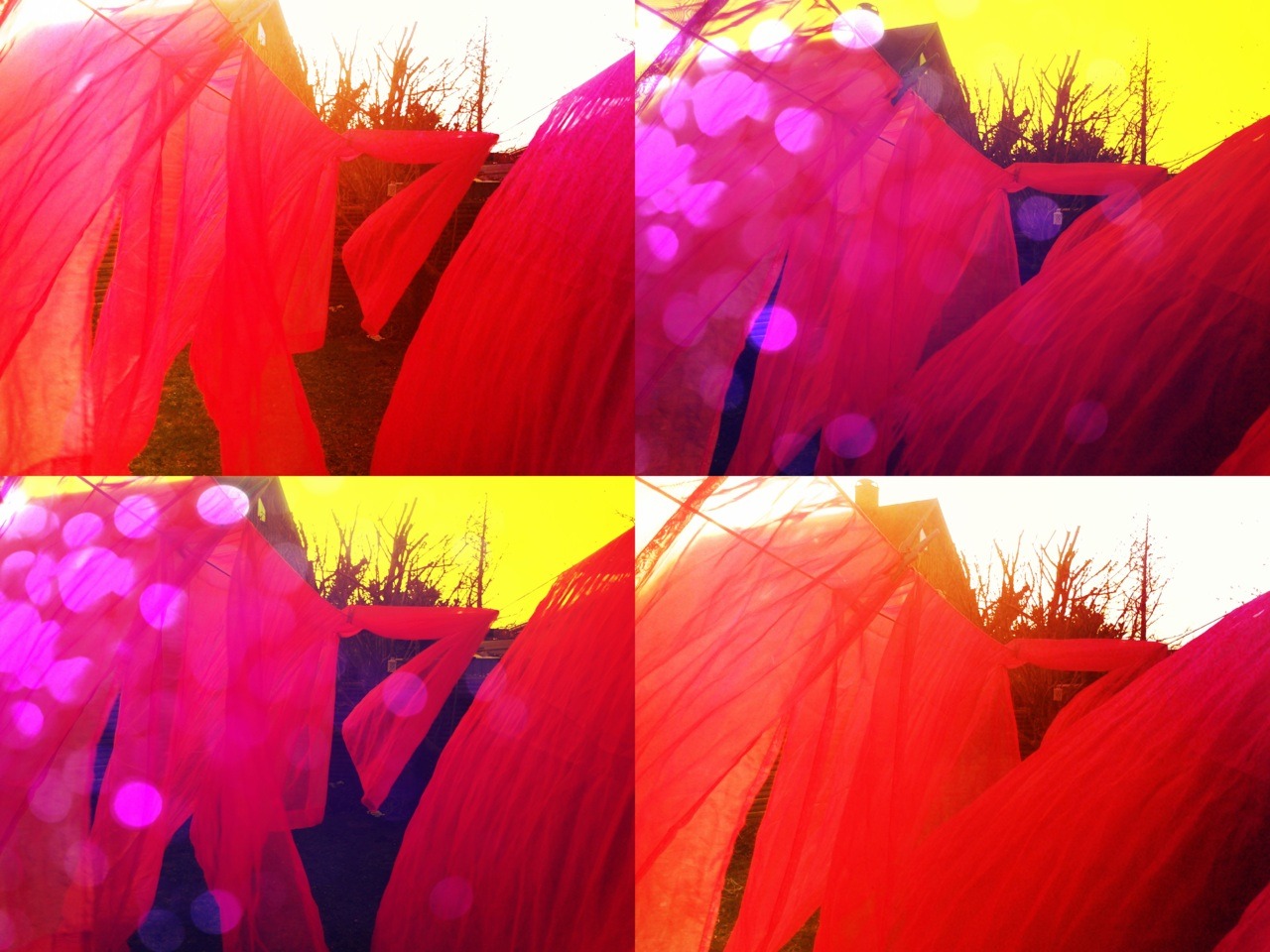 fond d'écran sasuke terbaru 2013,rose,pétale,rouge,violet,violet