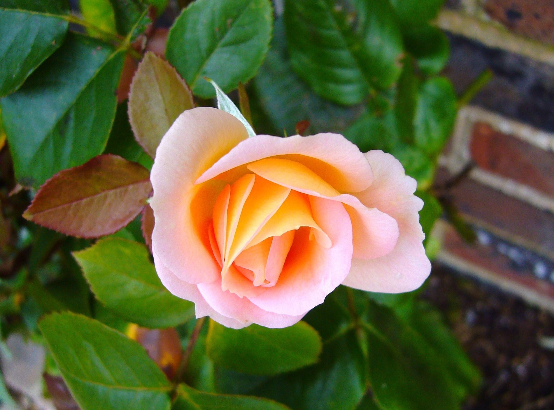 rosebud wallpaper,flor,planta floreciendo,julia niño rosa,pétalo,rosas de jardín