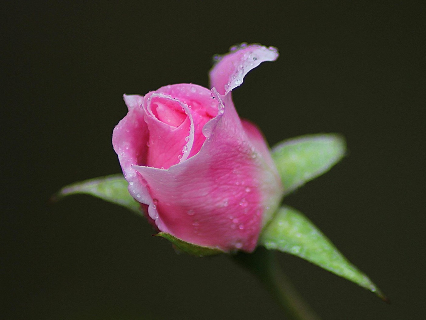 rosebud wallpaper,planta floreciendo,rosado,flor,pétalo,brote