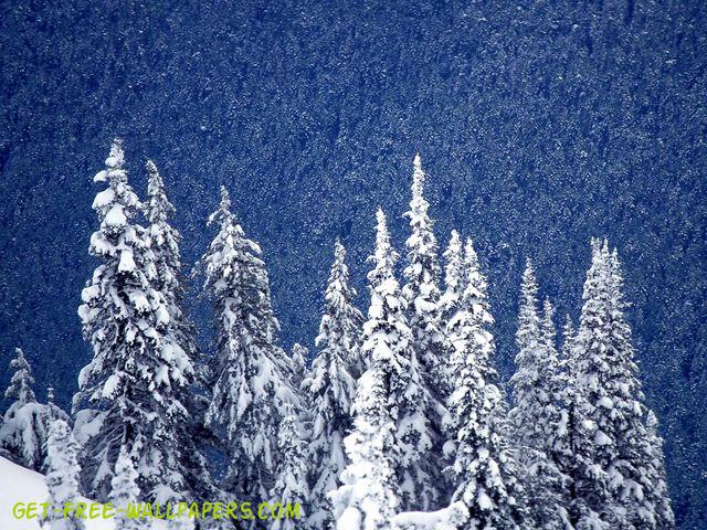 fondo de pantalla ol,abeto negro de hoja corta,nieve,árbol,invierno,planta