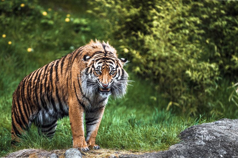 papel pintado sabertooth,tigre,fauna silvestre,animal terrestre,tigre de bengala,tigre siberiano