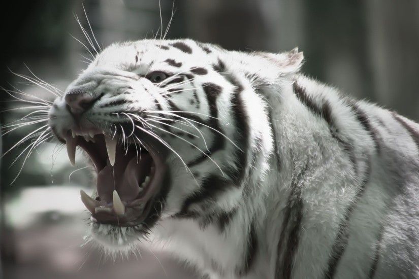 sabertooth tapete,tiger,tierwelt,bengalischer tiger,schnurrhaare,sibirischer tiger
