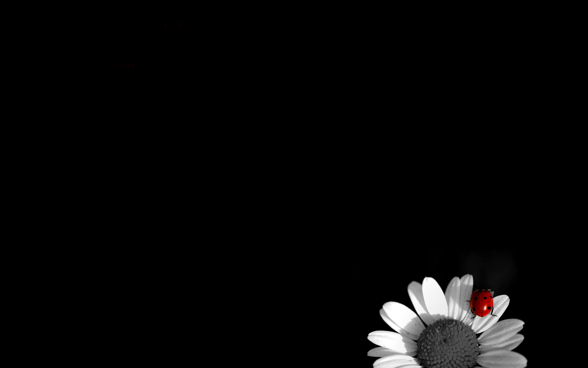 sfondo nero hd,nero,bianca,petalo,rosso,fotografia di still life