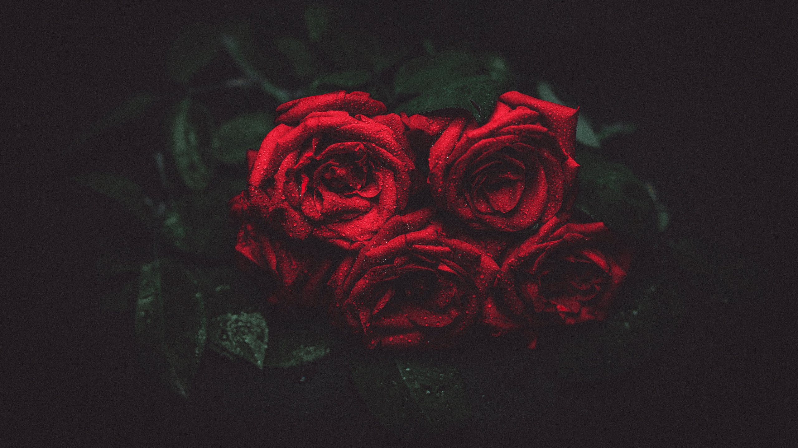 fondo de pantalla de youtube,rosas de jardín,rojo,rosa,negro,flor