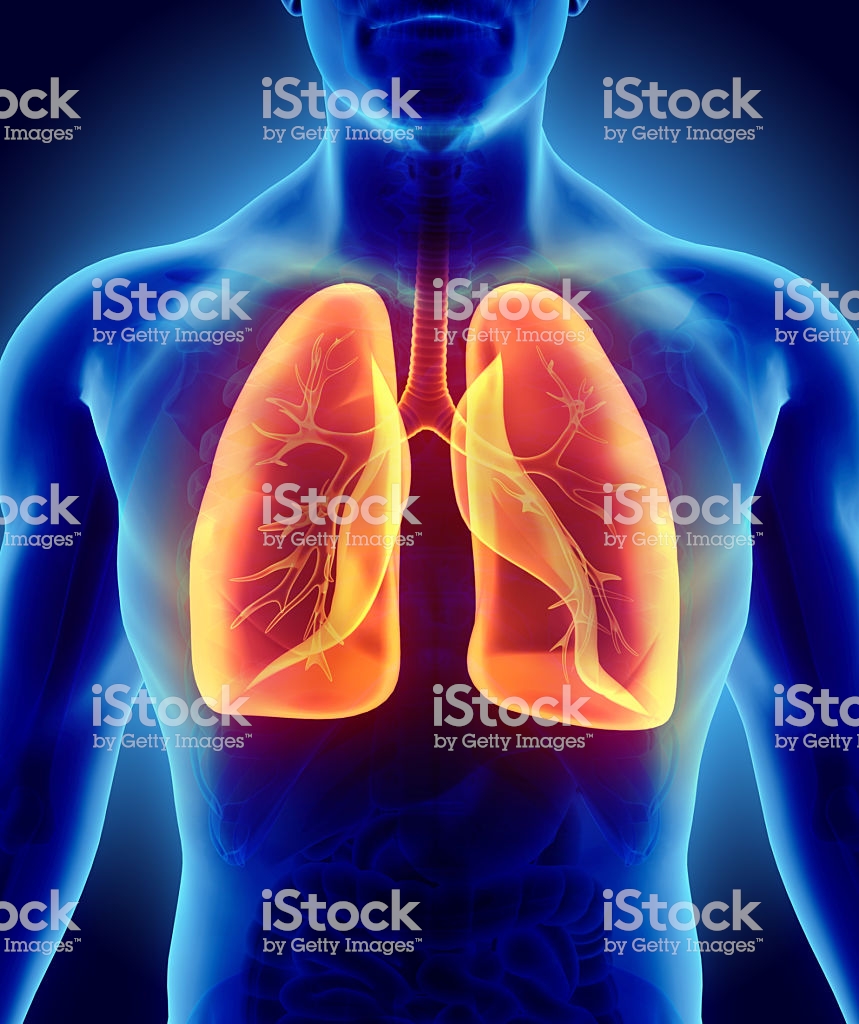 fondo de pantalla de pulmones,hombro,anatomía humana,azul eléctrico,cuerpo humano