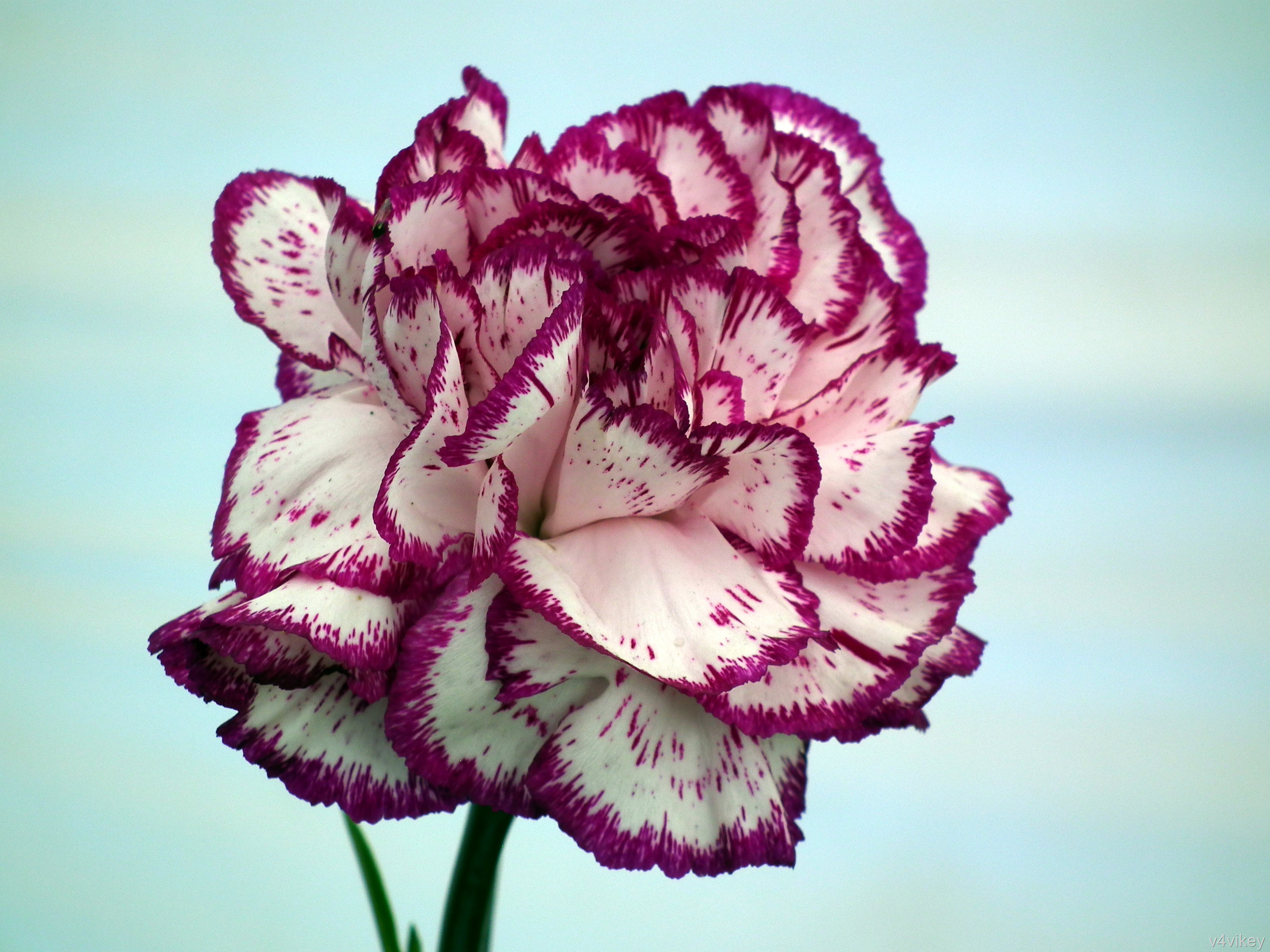 papel tapiz de clavel,flor,planta floreciendo,pétalo,violeta,planta
