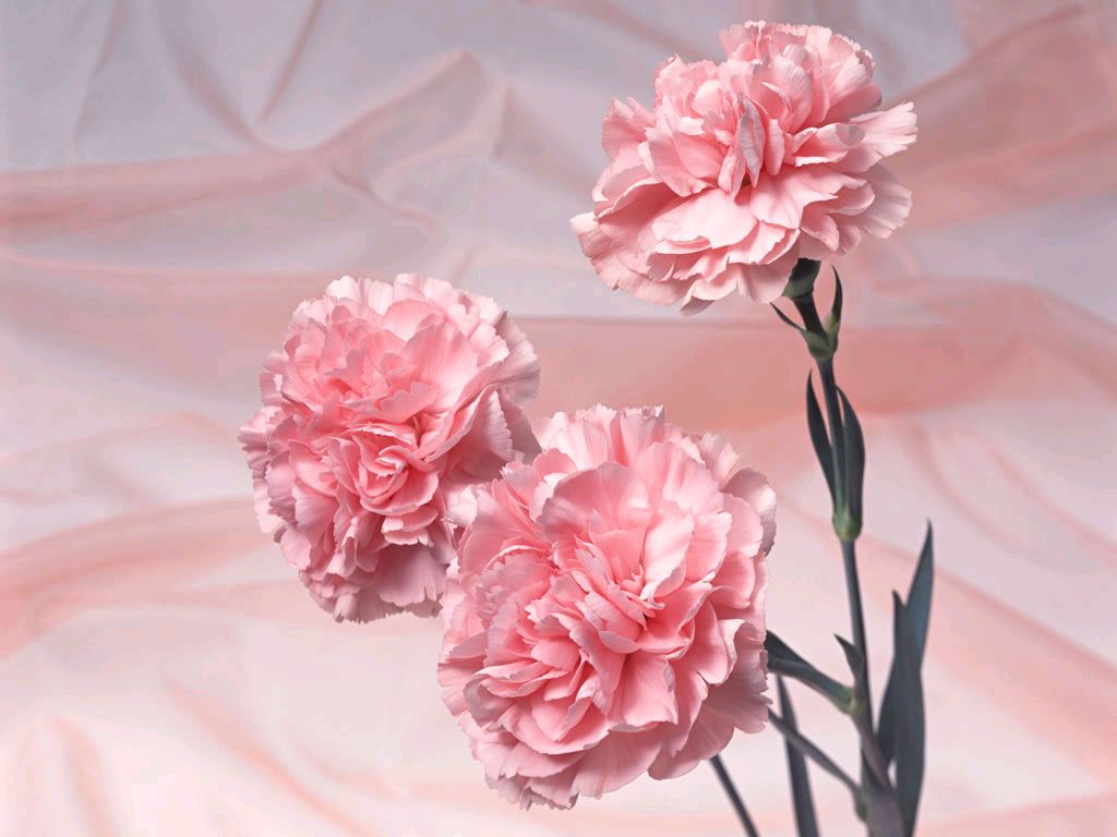 carta da parati garofano,pianta fiorita,fiore,rosa,petalo,peonia comune