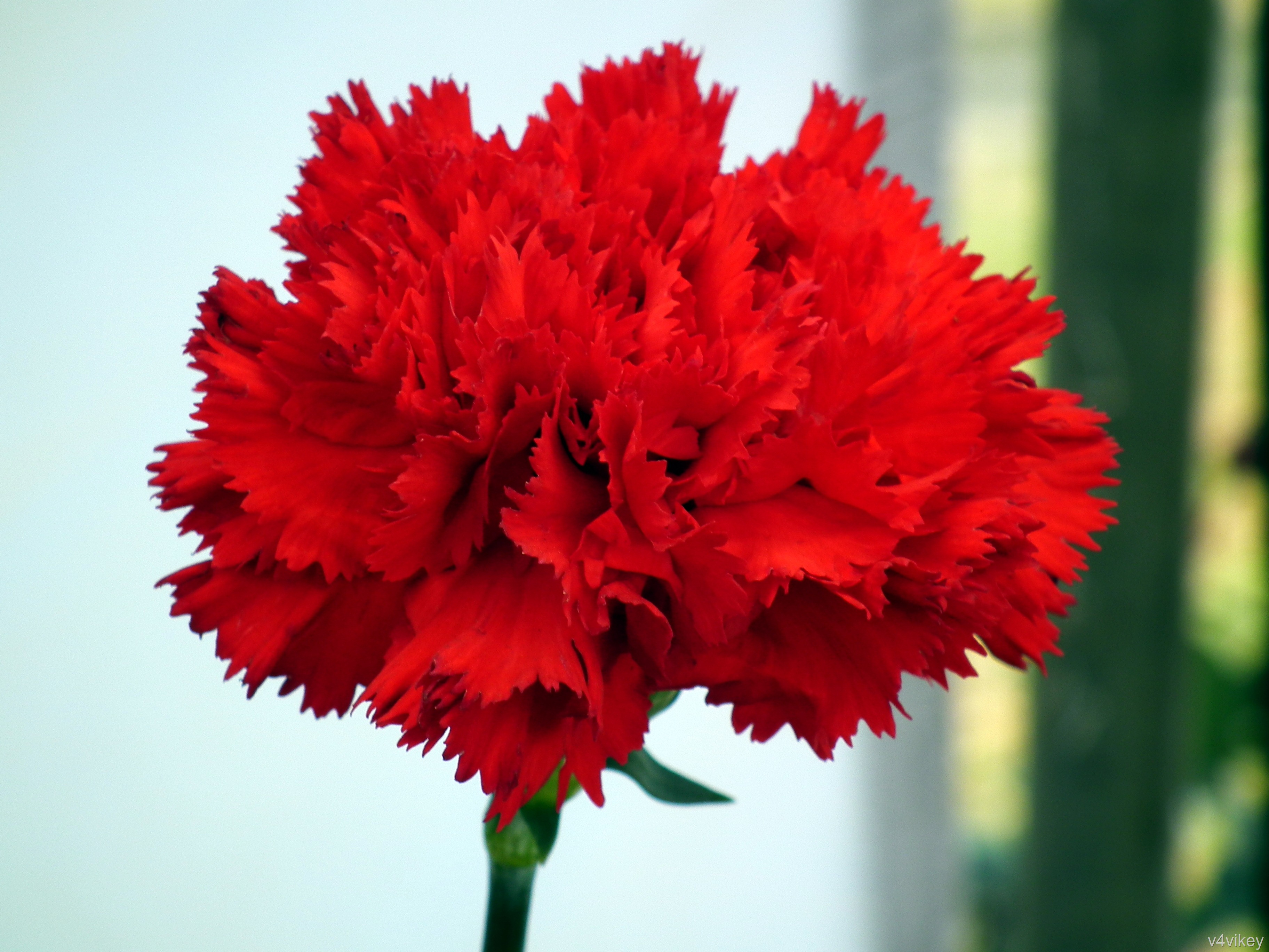 papel tapiz de clavel,flor,planta floreciendo,clavel,rojo,planta