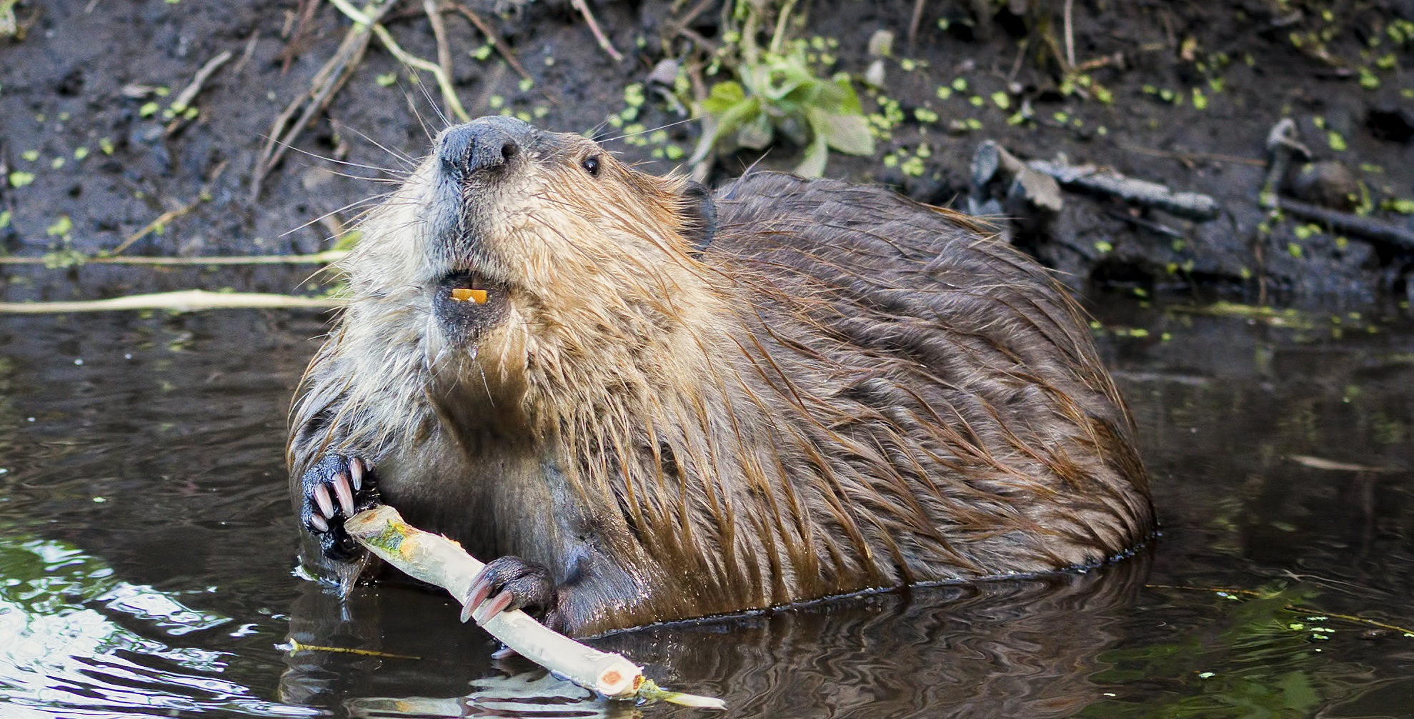 Beaver 4 | HD iPhone Wallpapers | Animali selvatici, Animali, Bestioline