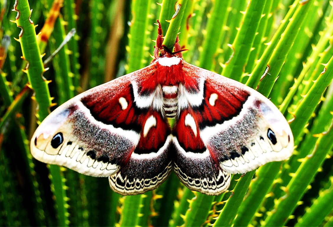 Texas Moths- WallpaperUse